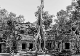 Lais Puzzle - Ta-Prohm-Tempel, Kambodscha in schwarz weiß - 1.000 Teile