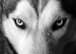 Lais Puzzle - Eskimohund in schwarz weiß - 1.000 Teile