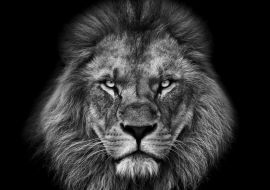 Lais Puzzle - Löwe in schwarz weiß - 1.000 Teile