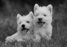 Lais Puzzle - West Highland White Terrier in schwarz weiß - 1.000 Teile