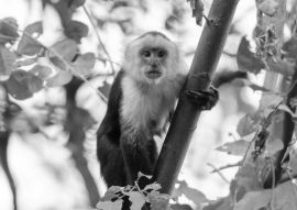 Lais Puzzle - Weißkopfkapuziner (Cebus capucinus) im Palo Verde National Park, Costa Rica in schwarz weiß - 500, 1.000 & 2.000 Teile