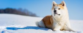 Lais Puzzle - Akita Inu, Panorama - 2.000 Teile