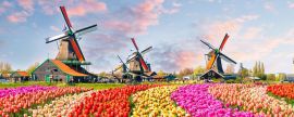 Lais Puzzle - Landschaft mit Tulpen in Zaanse Schans, Niederlande, Europa, Panorama - 2.000 Teile