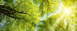 Lais Puzzle - Sonne leuchtet durch Baumkronen, Panorama - 2.000 Teile