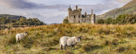 Lais Puzzle - Schottische Blackface-Rammen auf Kilchurn Castle, Argyll und Bute, Schottland, Panorama - 2.000 Teile