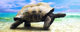 Lais Puzzle - große Schildkröte am Strand, Panorama - 2.000 Teile