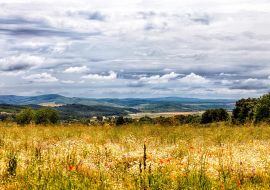 Lais Puzzle - Blumen auf einer Wiese in Ungarn - 1.000 Teile