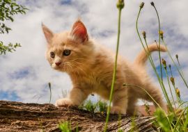 Lais Puzzle - Niedliches Maine Coon Kätzchen zum ersten Mal draußen - 1.000 Teile