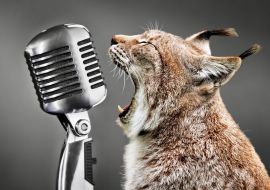 Lais Puzzle - Lustige Katze - 1.000 Teile