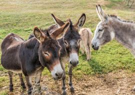 Lais Puzzle - Eselfamilie auf der Weide - 1.000 Teile