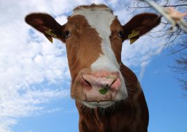 Lais Puzzle - Lustige Kuh, lustige braune Kuh - 1.000 Teile