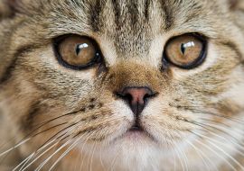 Lais Puzzle - Britisch Kurzhaar Tabby Portrait - 1.000 Teile