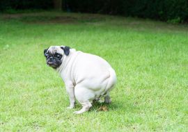 Lais Puzzle - Reinigen Sie Ihren Hundekot. Niedlicher Mops-Hundekot auf öffentlichem Feld. Schild "Hundekot verboten". Kacken ist nicht erlaubt - 1.000 Teile