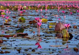 Lais Puzzle - Wunderschöne Landschaft mit rosafarbenen Lotusblumen im Feuchtgebiet Thale noi in Phatthalung, Thailand - 1.000 Teile