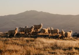 Lais Puzzle - Stehende Schafe in den Bergen Neuseelands, Schafzucht, Lamm - 1.000 Teile