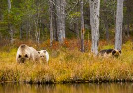 Lais Puzzle - Braunbär in Kuusamo, Lappland, Finnland - 1.000 Teile