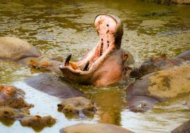 Lais Puzzle - Nilpferd - 1.000 Teile