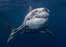 Lais Puzzle - Mexiko, Guadalupe Island, Weißer Hai (Carcharodon carcharias) im Meer - 1.000 Teile