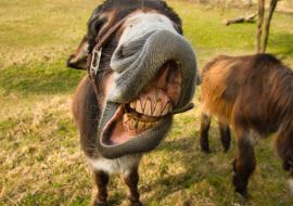 Lais Puzzle - Esel und ihre Grimassen - 1.000 Teile