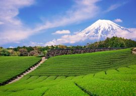 Lais Puzzle - Berg Fuji und Teefelder, Japan - 1.000 Teile