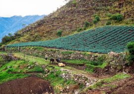 Lais Puzzle - Mann geht mit Yaks, die eine Last auf einem Bauernhof ziehen, Staat Trujillo, Venezuela - 1.000 Teile