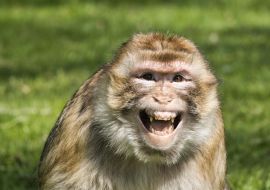 Lais Puzzle - Affe / Affe / Porträt Berberaffe - 1.000 Teile