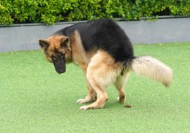 Lais Puzzle - Deutscher Schäferhund kackt in den Hinterhof - 1.000 Teile