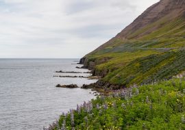 Lais Puzzle - Blick entlang der Küstenlinie von Ólafsfjörður in Island - 1.000 Teile