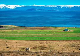Lais Puzzle - Pferd und Haus, Halbinsel Skagi, Nordwestliche Region, Island - 1.000 Teile