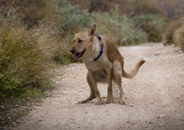 Lais Puzzle - Hundekot im Wald - 1.000 Teile