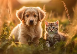 Lais Puzzle - Freundschaft auf dem Feld: Eine Welpe und ein Kätzchen genießen den Sommer - 1.000 Teile