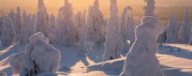 Lais Puzzle - Riisitunturi-Nationalpark bei goldenem Sonnenaufgang mit Silhouette der schneebedeckten Bäume bei Kuusamo in Posio, Finnland - 2.000 Teile