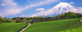 Lais Puzzle - Berg Fuji und Teefelder in Japan - 2.000 Teile