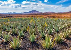 Lais Puzzle - Aloe Vera Plantage, Fuerteventura - 1.000 Teile