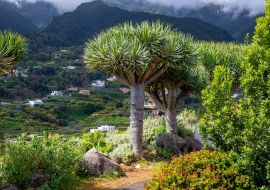 Lais Puzzle - Kanarischer Drachenbaum auf der Insel La Palma - 1.000 Teile