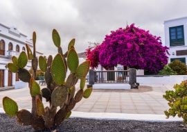 Lais Puzzle - Kakteen am bunten Zentralplatz von Haría auf Lanzarote - 1.000 Teile
