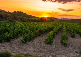 Lais Puzzle - Weinberg bei Sonnenuntergang, La Rioja - 1.000 Teile