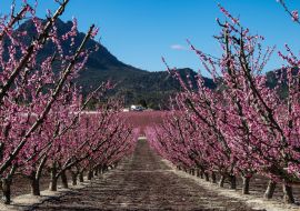 Lais Puzzle - Pfirsichblüte in Cieza, Mirador El Horno - 1.000 Teile