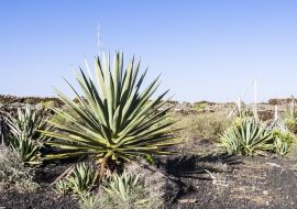 Lais Puzzle - Vega Rio de Palmas, Fuerteventura - 1.000 Teile