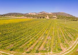 Lais Puzzle - Moli des Porques, Weinberge Mesquida Mora, Porreres, Mallorca - 1.000 Teile