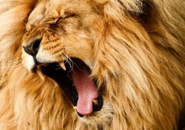 Lais Puzzle - Löwe   - 1.000 Teile