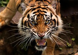 Lais Puzzle - Tiger - 1.000 Teile