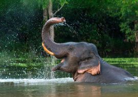 Lais Puzzle - Elefant - 1.000 Teile