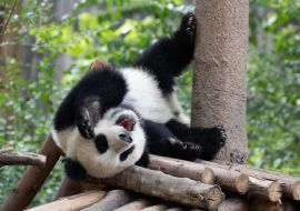 Lais Puzzle - Panda - 1.000 Teile