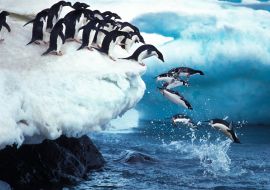 Lais Puzzle - Pinguine - 1.000 Teile