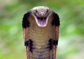 Lais Puzzle - Kobra - 1.000 Teile