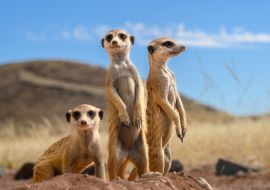 Lais Puzzle - Erdmännchen - 1.000 Teile