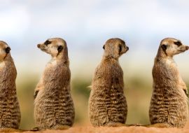 Lais Puzzle - Erdmännchen - 1.000 Teile