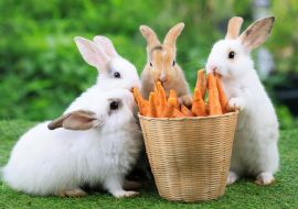 Lais Puzzle - Kaninchen - 1.000 Teile