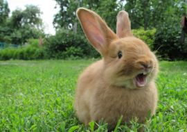 Lais Puzzle - Kaninchen - 1.000 Teile